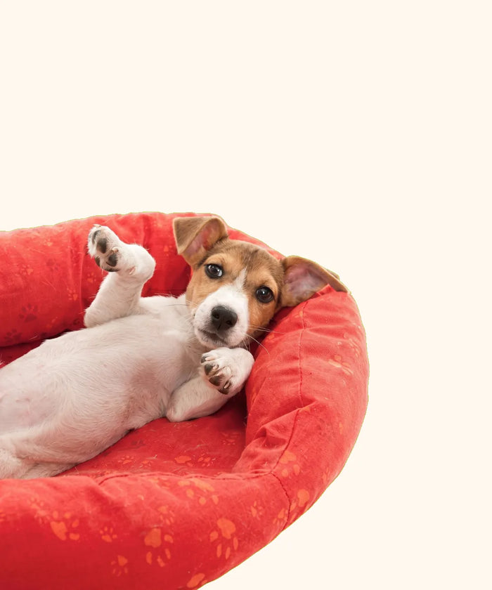 Comfort & Cooling