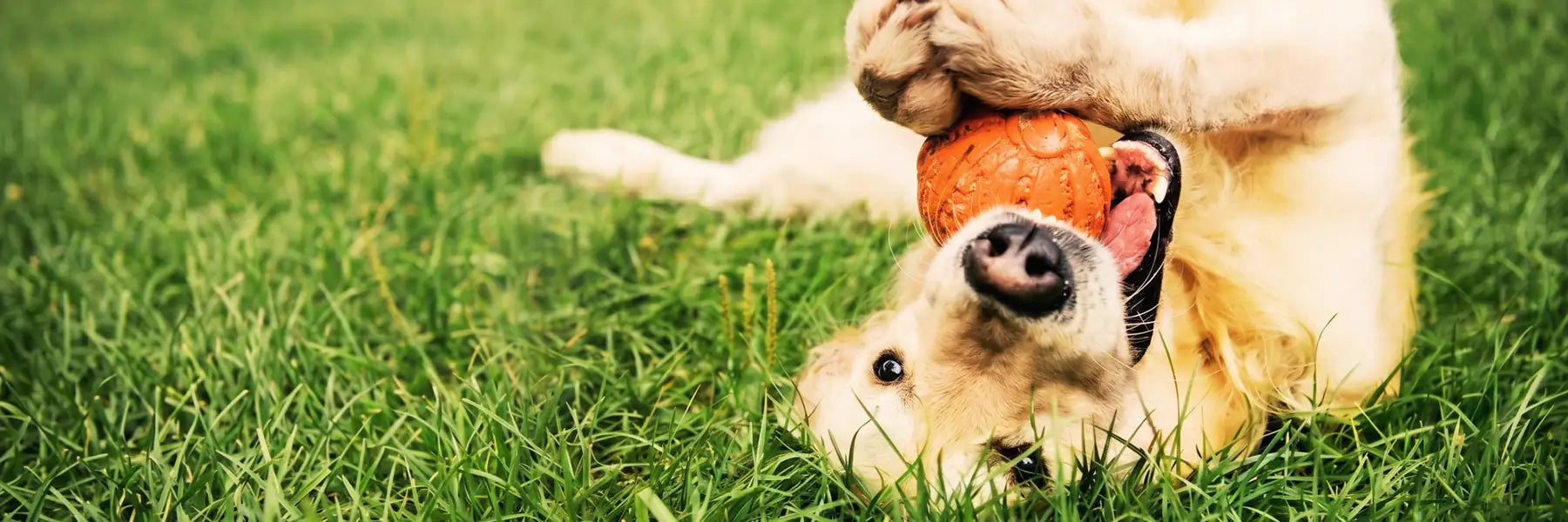 Happy dog playing with an orange ball