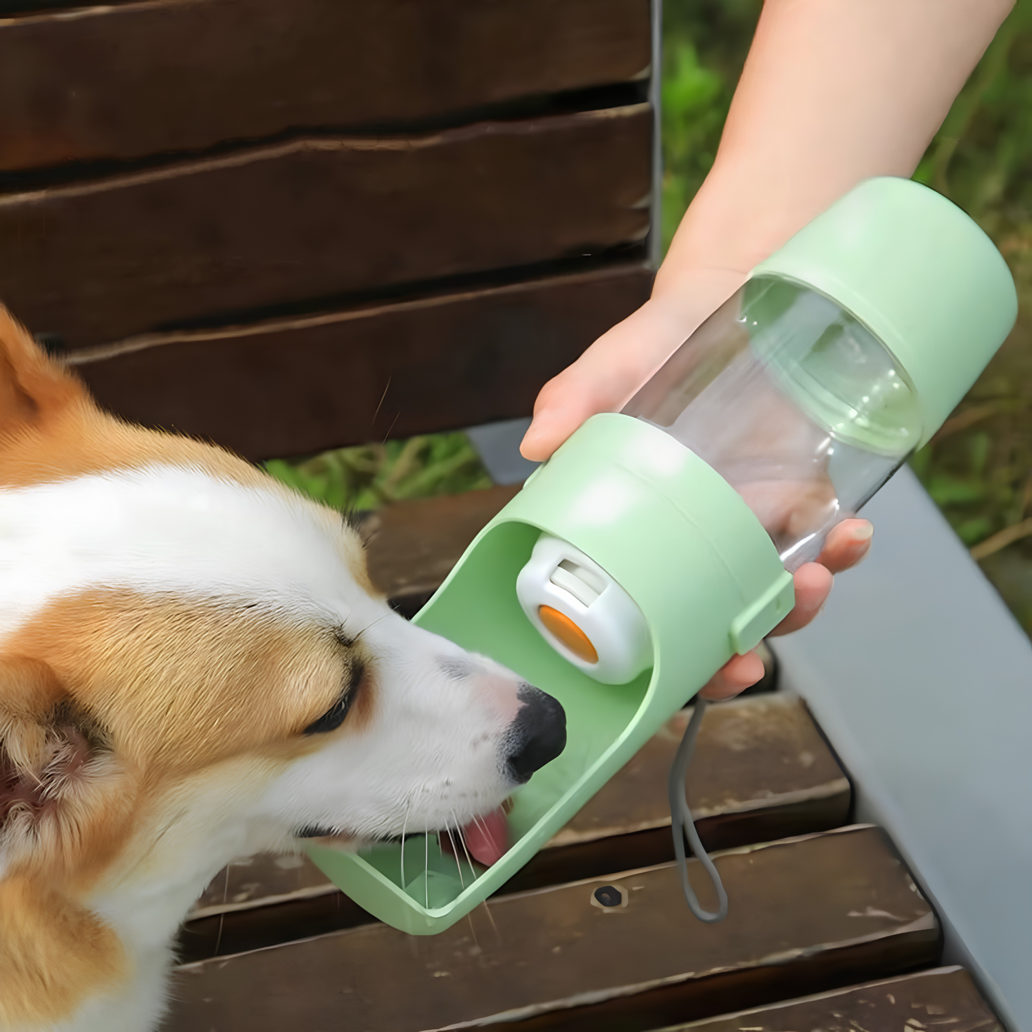 Corgi drinking from the fold-out bowl of a portable dog water bottle held in one hand on a park bench