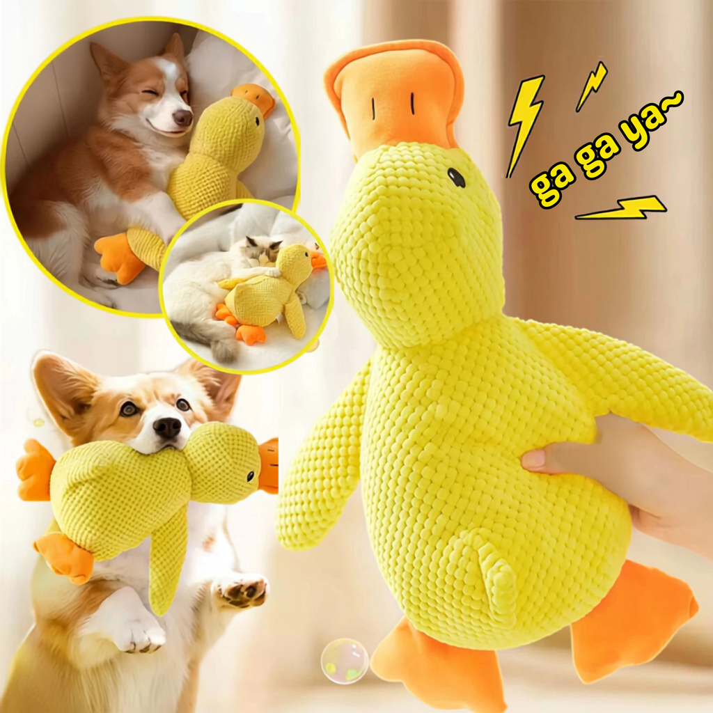 Yellow squeaky duck dog toy held in hand with a corgi carrying it and pets cuddling it