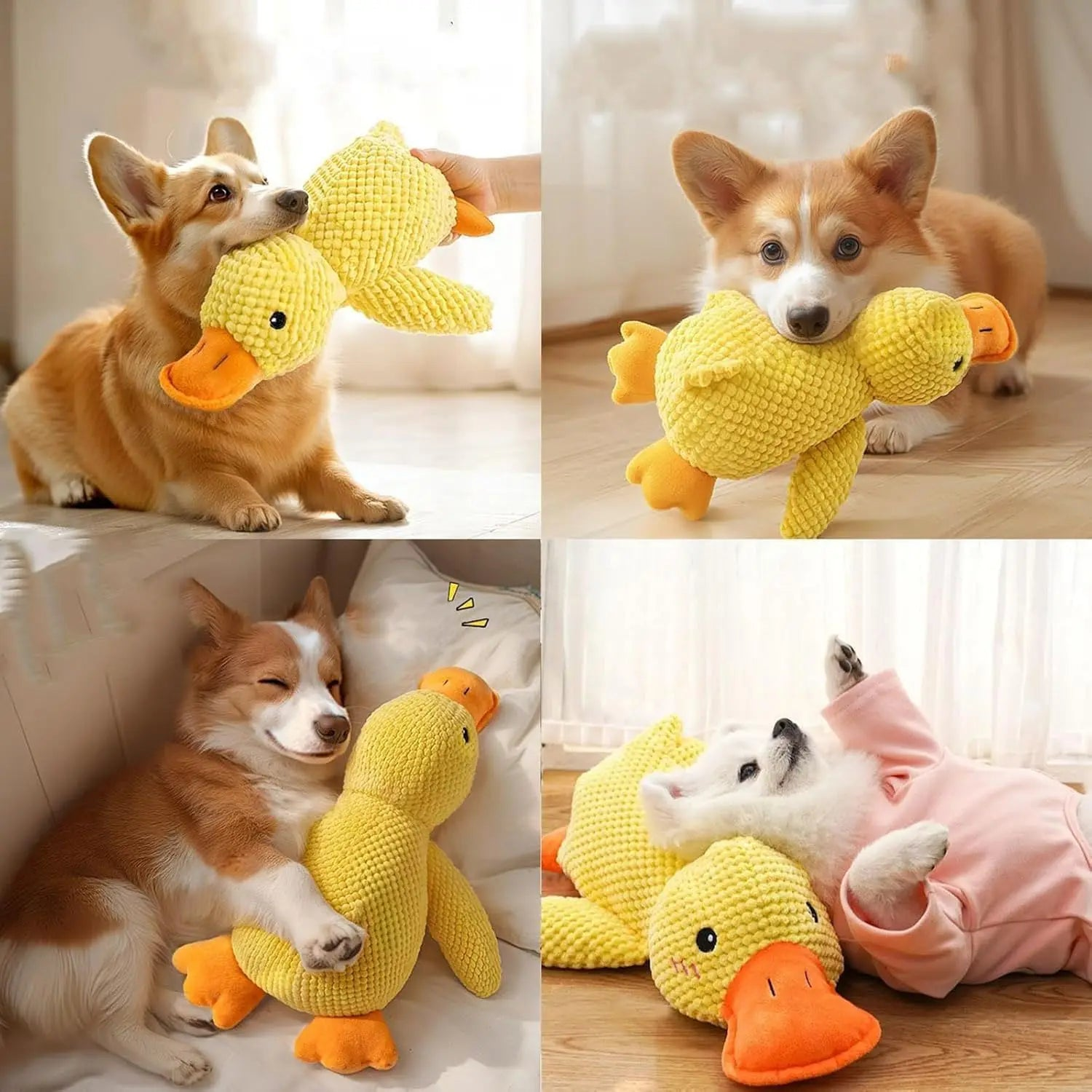 Corgis playing with, carrying and napping beside the yellow squeaky duck dog toy indoors