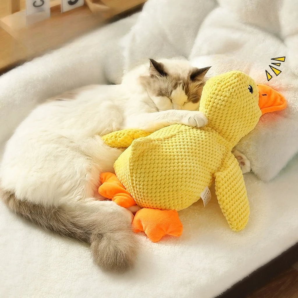 Ragdoll cat sleeping while cuddling the soft yellow squeaky duck plush toy
